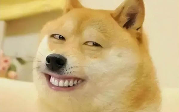 狗狗為什么會發抖
