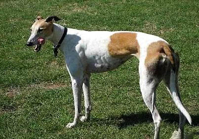 怎樣挑選同窩小格力犬