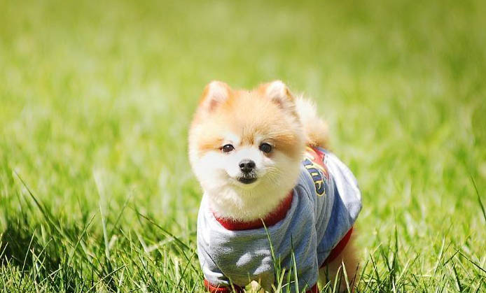 狗狗胰腺炎可以吃雞頭嗎