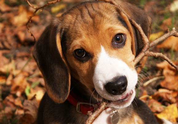 附近哪里有賣比格犬