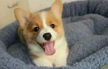 狗狗能吃紙嗎