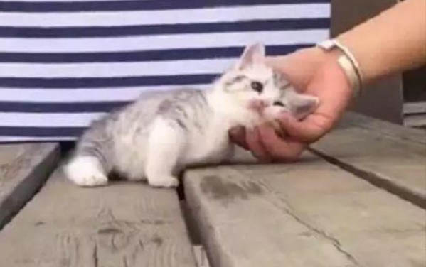 貓咪打了疫苗多久可以洗澡