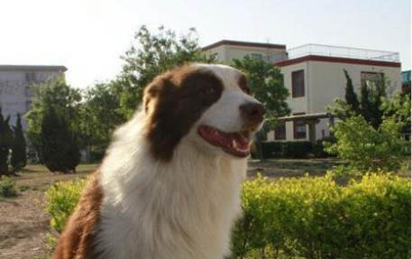 狗狗犬瘟多久可以用試紙測出來