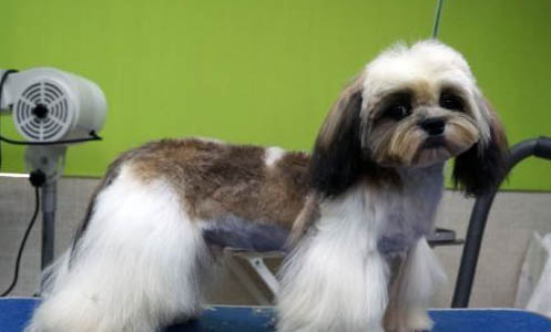 西施犬嘔吐不吃東西的原因及處理方法