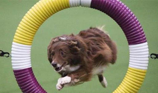 中醫治療犬瘟熱