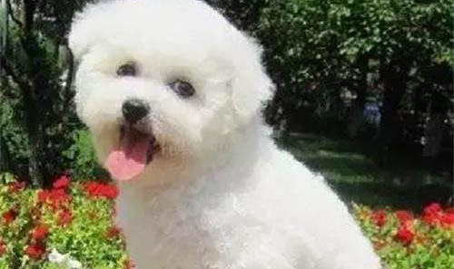 幼犬狗糧哪個牌子好