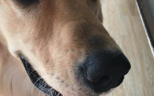 如何快速讓狗狗不亂叫?狗為什么會叫呢?