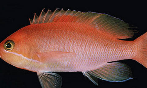 金魚產卵后多久能出來小魚