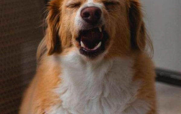 狗狗剃毛后有哪些影響