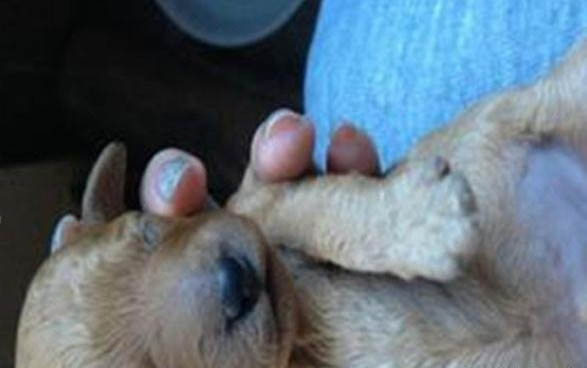 狗狗得了犬瘟還能活嗎
