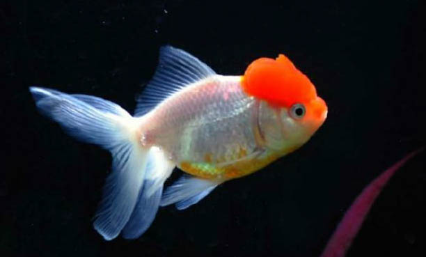 怎么讓觀賞魚繁殖