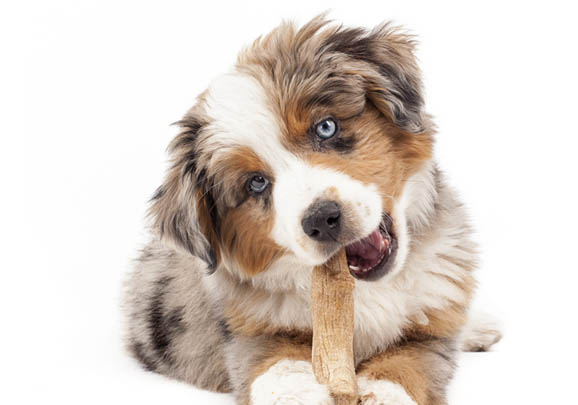 澳大利亞牧羊犬流眼淚眼屎多的原因及處理方法