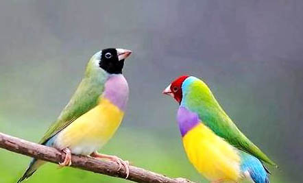 文鳥(niǎo)養(yǎng)多久跟人熟?