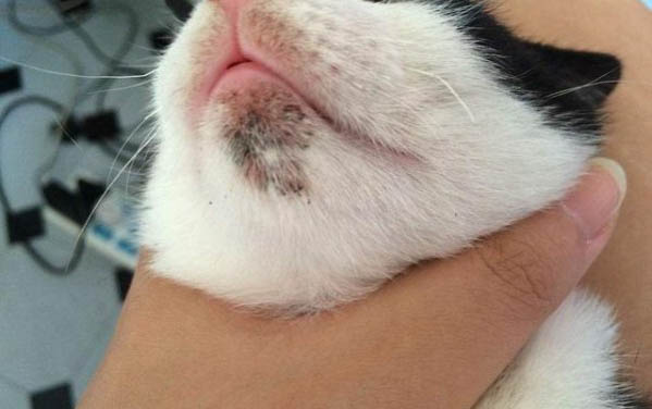 為什么貓不能吃