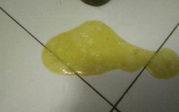 泰迪斷尾了幾天不叫