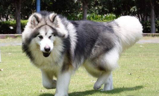 阿拉斯加犬吃的多嗎
