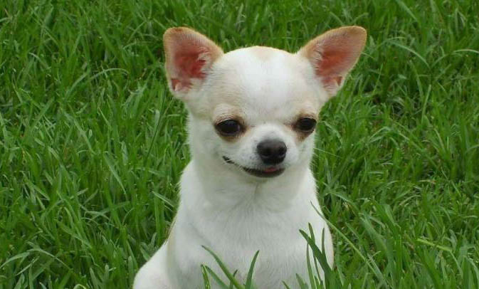 小型犬體重對照表