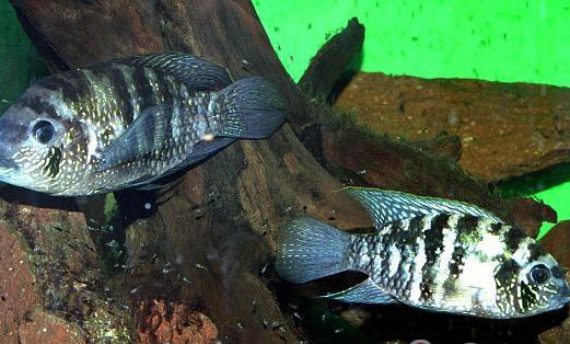 魚池有魚可以放高錳酸鉀嗎