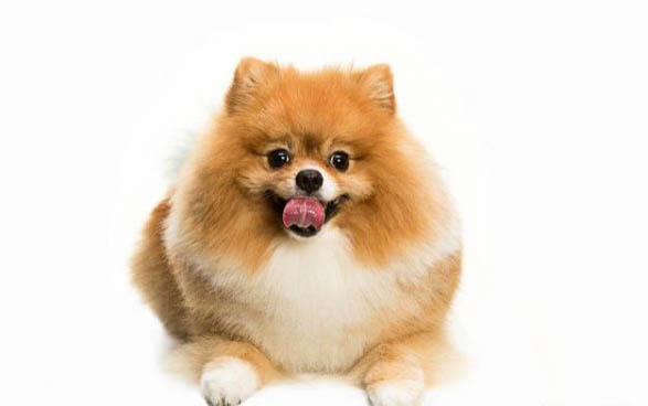 博美犬吃什么狗糧最好