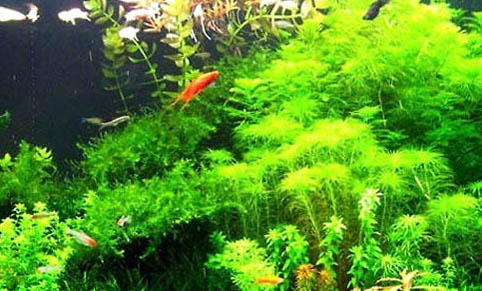 魚缸爆氧有害嗎