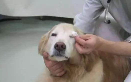 狗狗五聯疫苗包括哪些