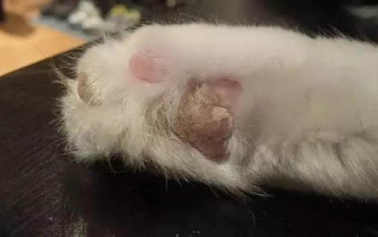 貓咪為什么吃東西就流淚