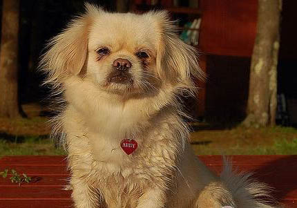 西藏獵犬脾臟大的原因及處理方法