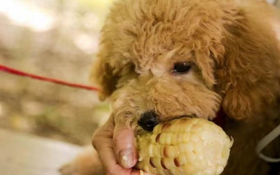 十個不養貴賓犬的理由是什么