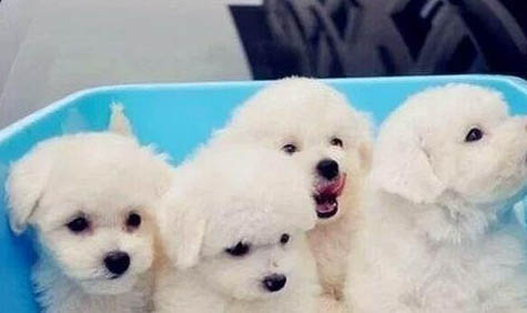 比熊犬什么時候開始換牙 狗狗換牙需要注意什么