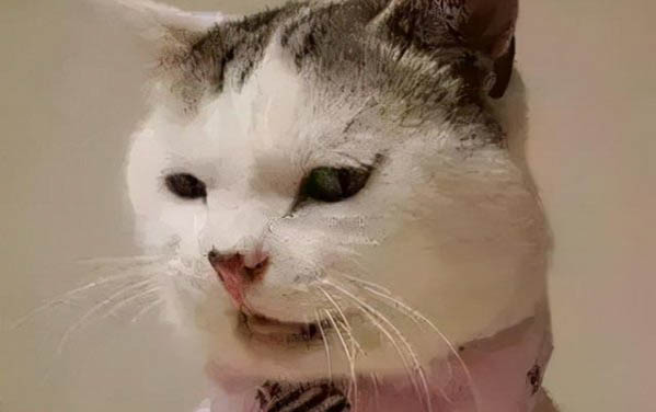 小貓嘔吐黃水的原因及處理方法