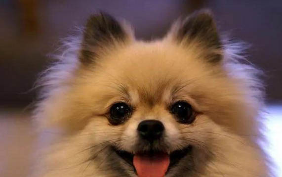 狗狗老是睡覺是怎么回事