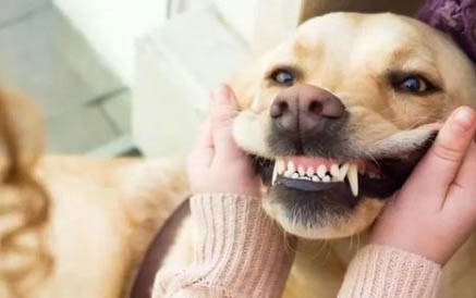 狗狗一抽一抽喘不上氣