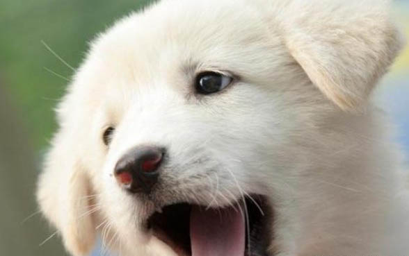 狗狗能不能吃西瓜呢
