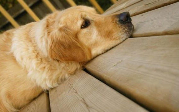 狂犬病攜帶狗有哪些特征表現