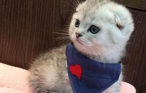 彼得禿貓發燒怎么處理
