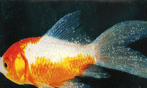 鯽魚晚上在深水還是淺水
