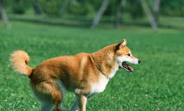 犬舍如何配送狗糧給狗吃