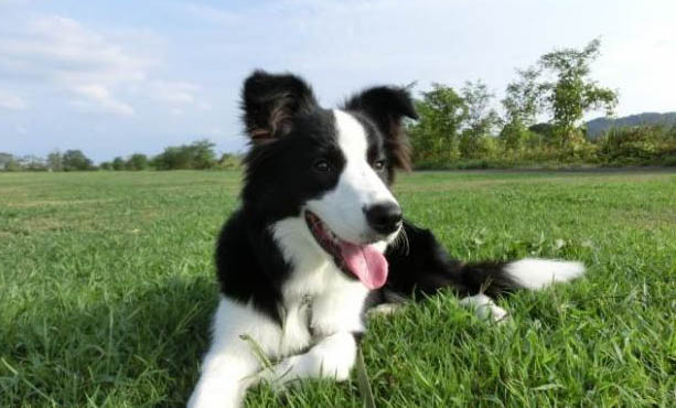 比利牛斯牧羊犬干咳是什么原因