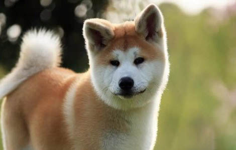 秋田犬和柴犬幼犬哪個好