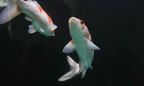 冬天釣鱸魚能用蚯蚓嗎