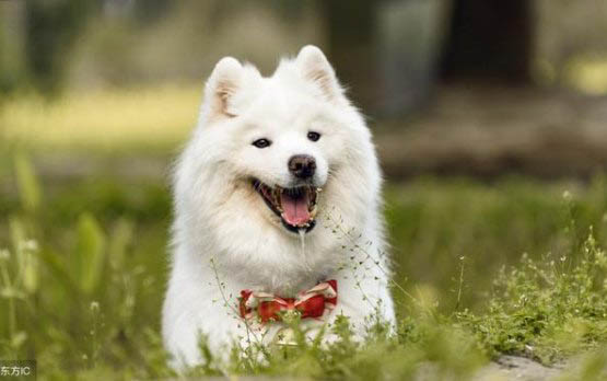 德國牧羊犬打架怎么樣