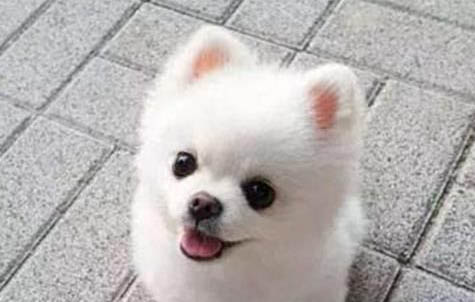 狗狗細小自己怎樣治療比較好