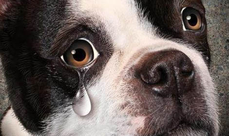 狗狗生病的表現有哪些