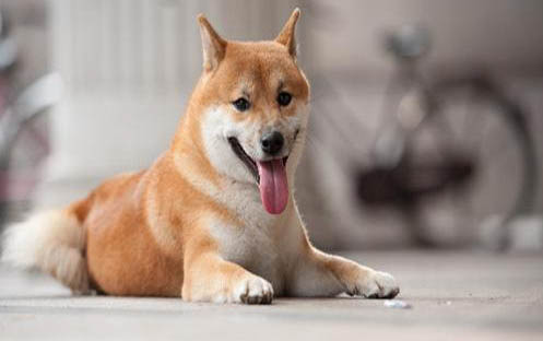 狗可以吃蘋果嗎