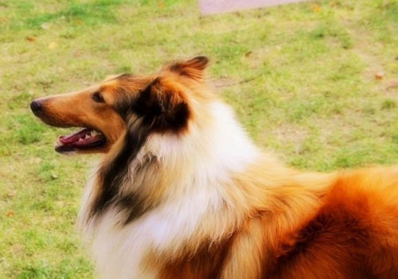 蘇格蘭牧羊犬支氣管炎可以洗澡嗎