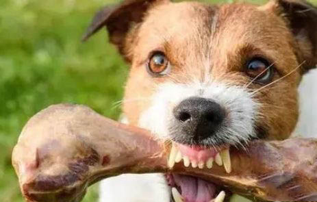 狗狗后腿痙攣