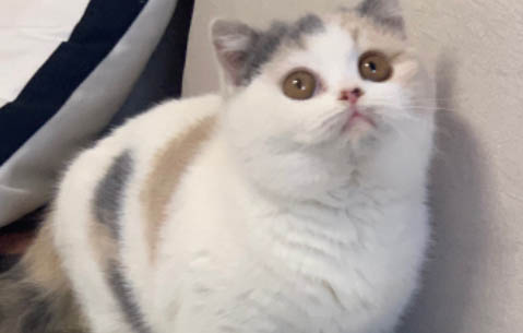 貓咪猝死的原因有哪些