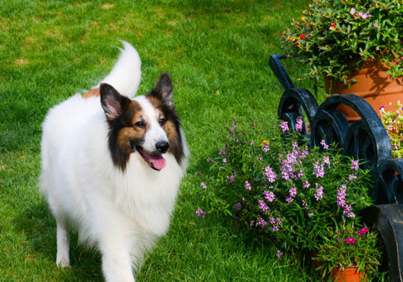 蘇格蘭牧羊犬修剪指甲的辦法