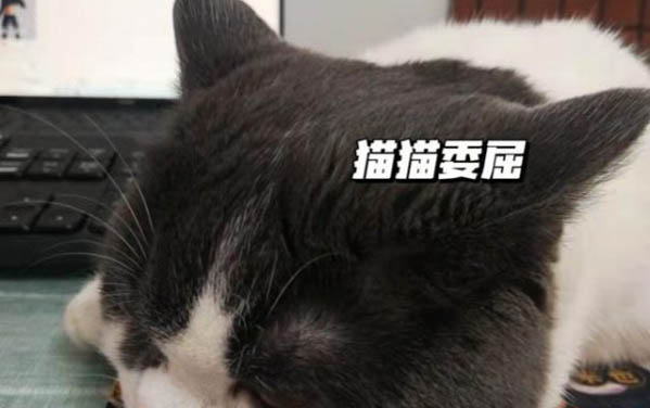 小貓打嗝一抽抽，你需要了解的三個原因及處理方法