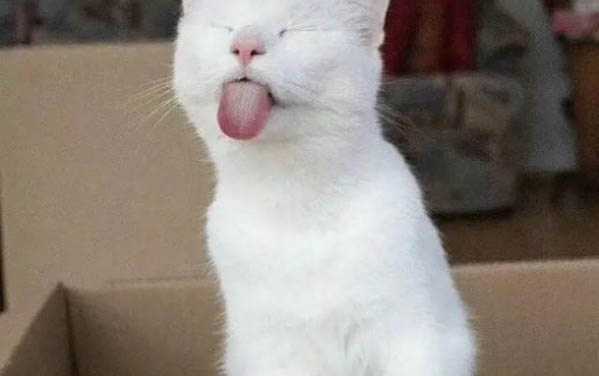 貓咪可以天天吃罐頭嗎